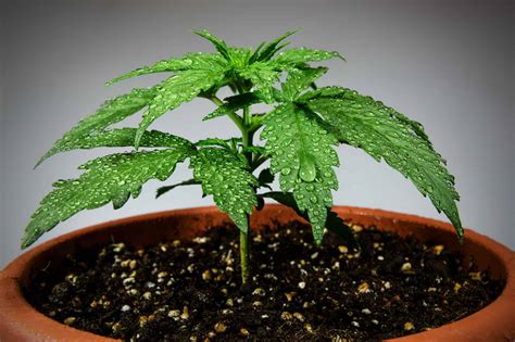 The best potting soil for every type of plant, according to experts. The Definitive Guide To The Best Soils For Cannabis