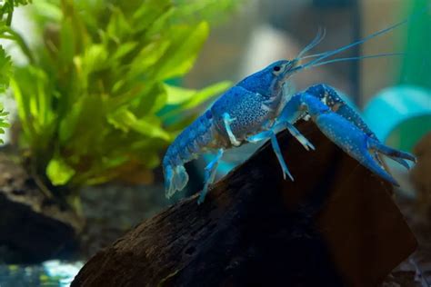 Electric Blue Crayfish Your Ultimate Care Guide And Interesting Facts