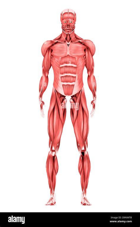 Medical Illustration Of Male Muscular System Front View Stock Photo