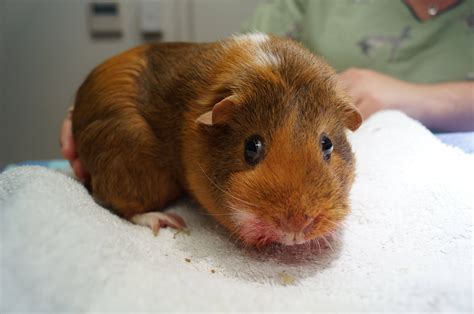 Pups can differ in size depending on their birth order. Guinea Pig Vet Perth & Melbourne | The Unusual Pet Vets