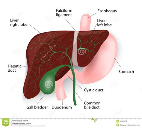 The liver has structural location of liver in the human body. Gallbladder Problem and Symptoms - Ground Report