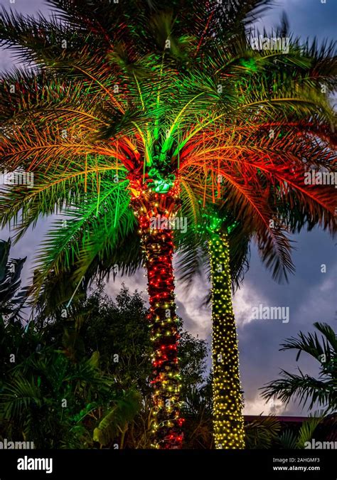 How To Decorate Palm Tree For Christmas