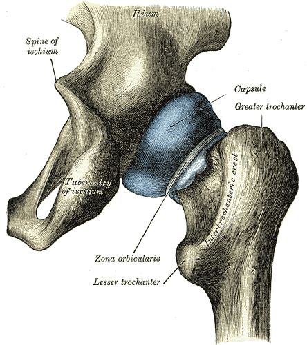 Hip Anatomy Pictures Function Problems And Treatment
