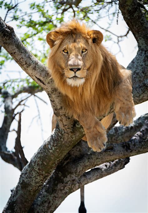 Lion Conservation Endangered Status David Shepherd Wildlife Foundation