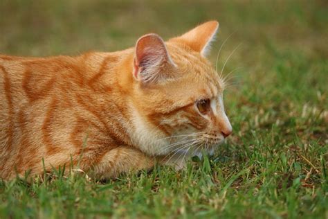 Free Picture Cat Cute Animal Fur Grass Grass Landscape Kitten