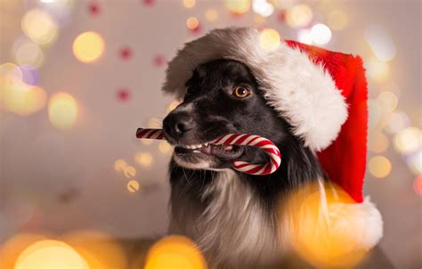 Dogs Xmas Wallpapers Wallpaper Cave