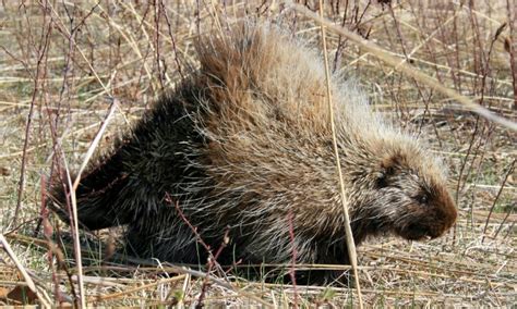 Porcupine Texas Hill Country