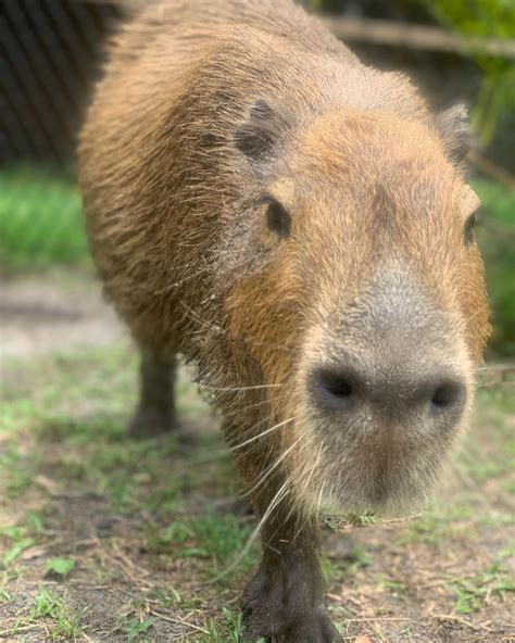Meet A Capybara At Amazing Animals Inc Wildlife Preserve