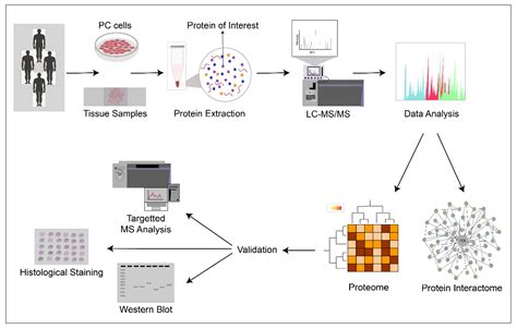 Cancers Free Full Text Proteomic Landscape Of Prostate Cancer The