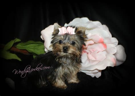 At teacup puppy home ®! Female Teacup Yorkie Puppies For Sale in TX | Wendys Yorkies