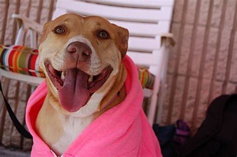 Jacksonville Fl Pit Bull Terrier Meet Pippa A Pet For Adoption
