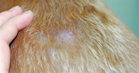 Are Dog Bacterial Skin Infections Contagious