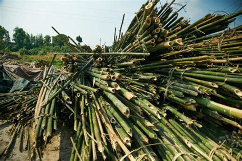 How Harvest Bamboo Properly Bambubuild