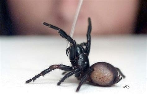 Record Anti Venom Dose Saves Boy From Deadly Australian Spider