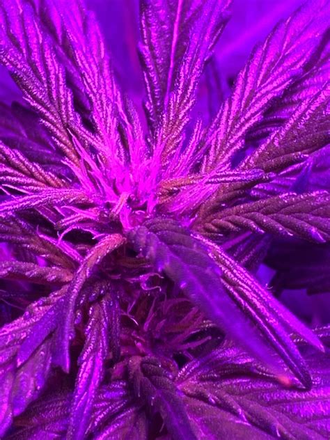 Purple Kush Grow Journal Week6 By Madeincanada Growdiaries
