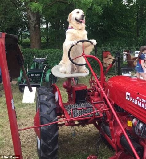Dog Called Rambo Shows Off Amazing Tractor Driving Skills Daily Mail