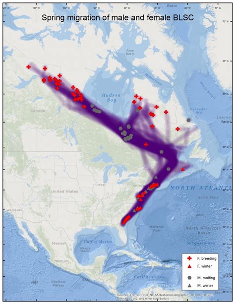 Black Scoter Migration Distribution Maps