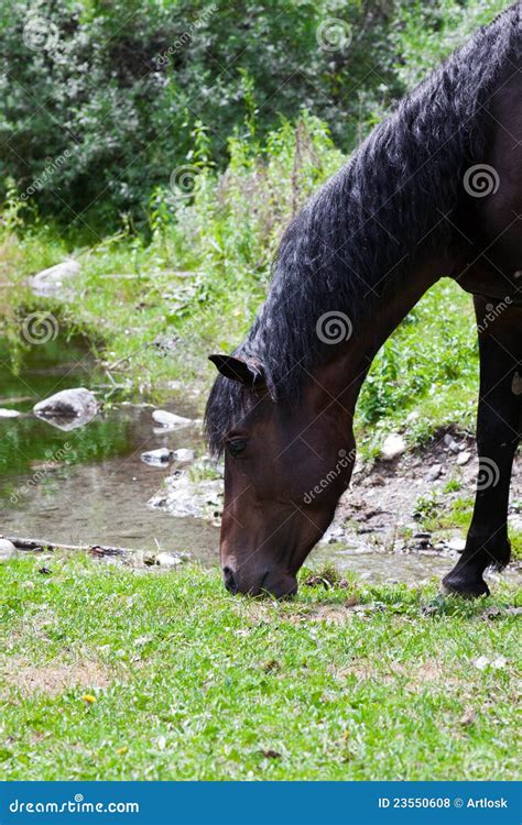 Horse Eats The Grass Stock Photo Image Of Horse Flower 23550608