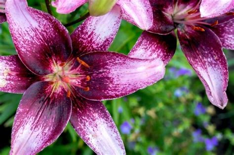 Types Of Red Lily Varieties For Your Flowerbeds