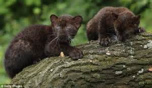 Twin Panther Cubs Are Instant Hit With The Public At Their Zoo Debut