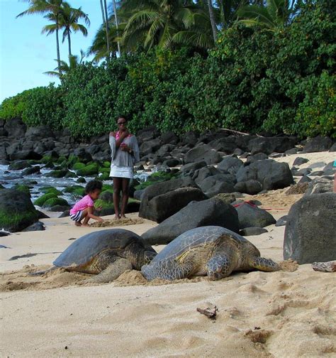 Turtle Beach Oahu Protected Sea Turtle Sanctuary