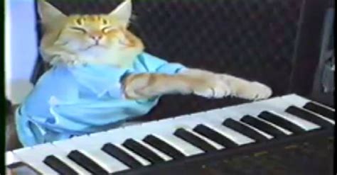 The Piano Playing Cat