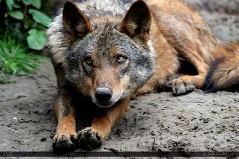 Iberian Wolf Alchetron The Free Social Encyclopedia