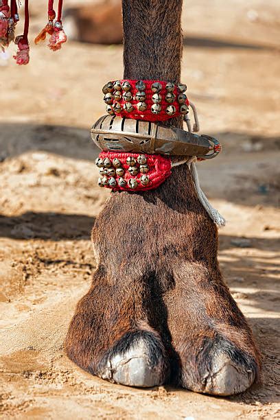 1000 Camel Foot Stock Photos Pictures And Royalty Free Images Istock