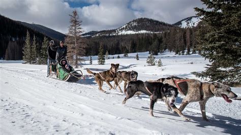 Dog Sled Rides Buena Vista And Salida Colorado