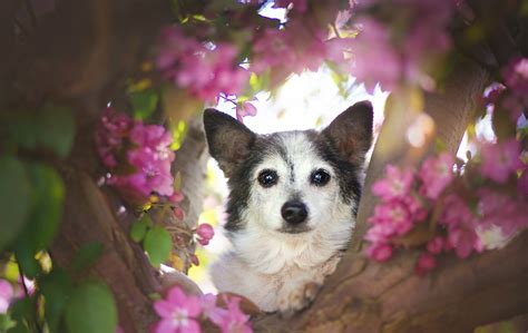 Puppies And Flowers Wallpapers Photos Cantik