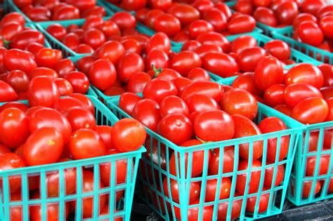 How To Start Tomato Farming In Nigeria Detail Report Wealth Result