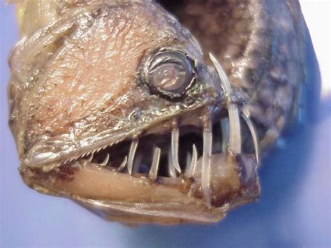 funny absurd scary fish
