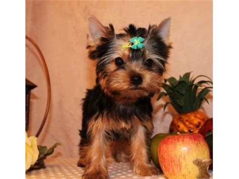 Two Adorable 10 Week Old Puppies Morkie And Yorkie Animals Boston