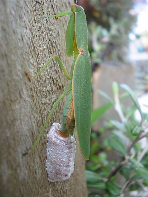 How To Attract Praying Mantises To Your Garden Dengarden