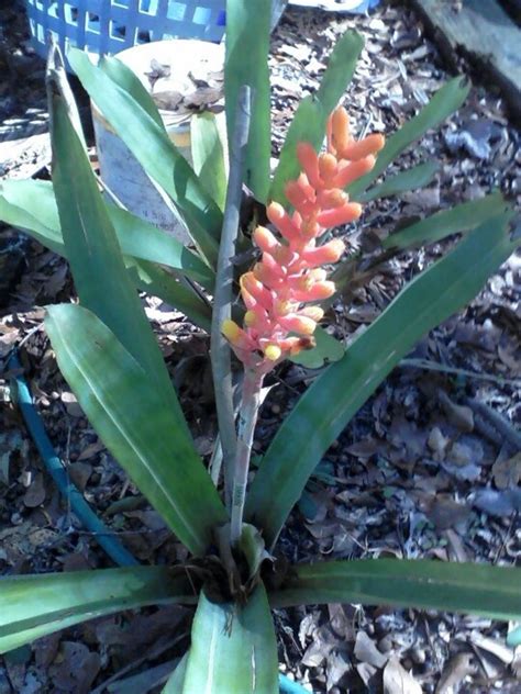 Bromeliad Bromeliads Plants Nature