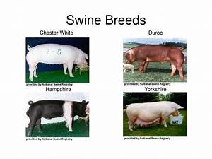 Ppt Swine Reproduction And Production Management Powerpoint