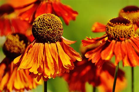 무료 이미지 자연 꽃잎 여름 주황색 화분 빨간 목초 가을 식물학 노랑 플로라 야생화 닫다 태양 모자 콩나물 넥타 매크로 사진 꽃 피는 식물