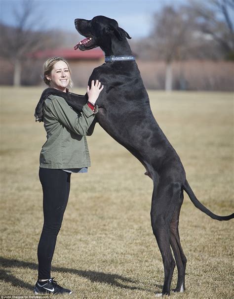 Rocko Anjing ‘raksasa Yang Sering Menangis Saat Nonton Televisi
