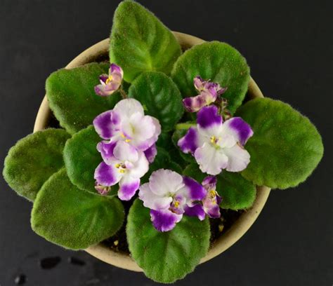 Shipping African Violets Baby Violets