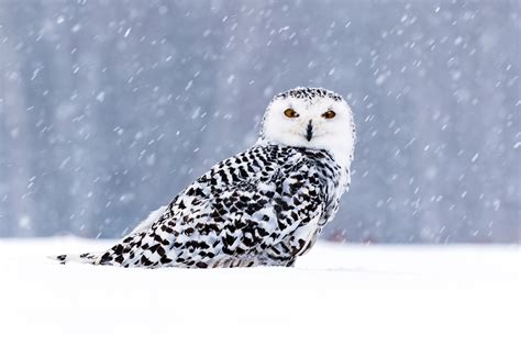 Download Bird Snowfall Owl Animal Snowy Owl 4k Ultra Hd Wallpaper
