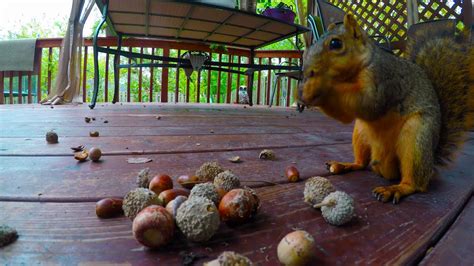 Squirrels Eating Acorns 4k Youtube