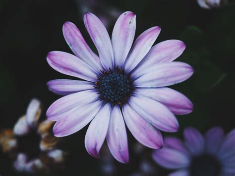 รูปภาพ ปลูก สีม่วง การถ่ายภาพมาโคร ใกล้ชิด พฤกษศาสตร์ กลีบดอกไม้