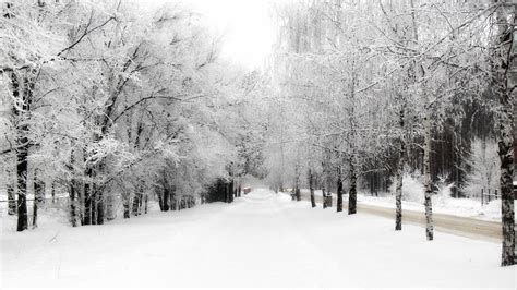 Wallpaper Avenue Birches Hoarfrost Path Winter Snow Sky Merge Hd