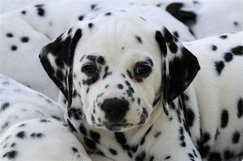 Come to daily puppy for your fix of furbaby angelfaces. Dalmatian | Dalmatian puppy, Dalmation puppy, Dalmatian dogs