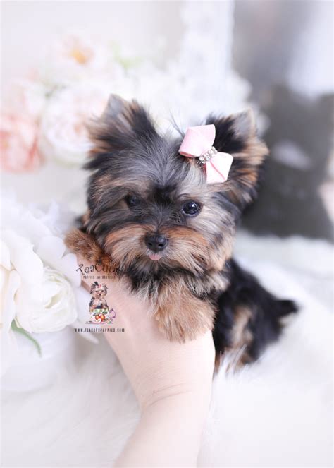 These playful morkie/yorktese puppies are a designer mixed dog breed. Teacup Pomeranian Puppies For Sale in Miami, Ft ...