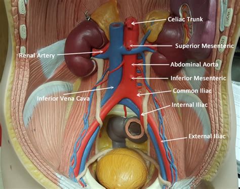 Abdominal Aorta Celiac Trunk