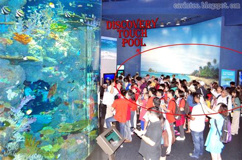 Entree Kibbles Discovery Touch Pool Sea Aquarium Resort World