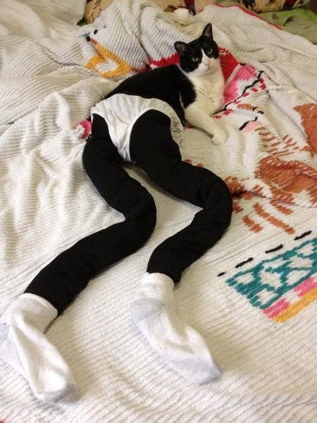 Queen panties are the diapers for female cats stud pants are diapers for male breeder cats cat breeders prefer the more manly term of stud pants standard equivalents u s measurement metric measurement. 10 Pictures of Cats Wearing Tights — It's a Real Trend ...