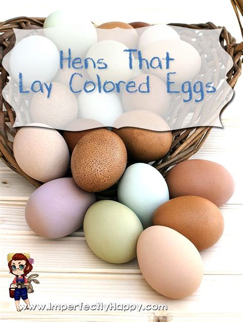 Hens That Lay Colored Eggs Like Blue Green And Brown Best Egg Laying
