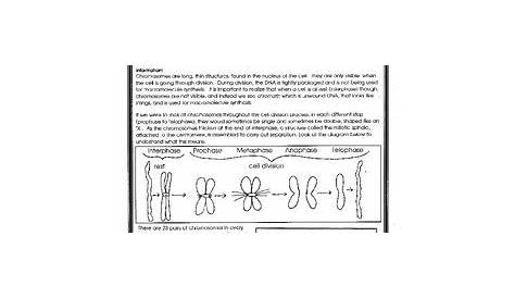Chromosome Number Worksheet / Diploid And Haploid Worksheet Fill Online